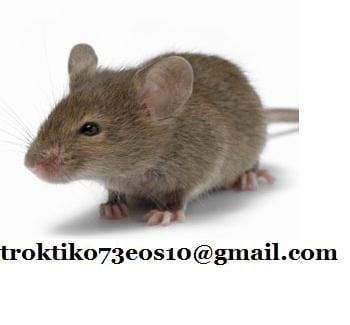 new_troktiko_3